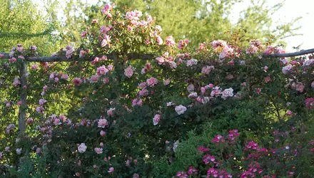 La Roseraie de Gérenton