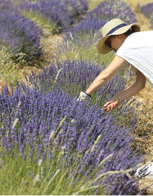 Ramassage de la lavande à la faucille chez Aroma'Plantes  © ©A. Hocquel