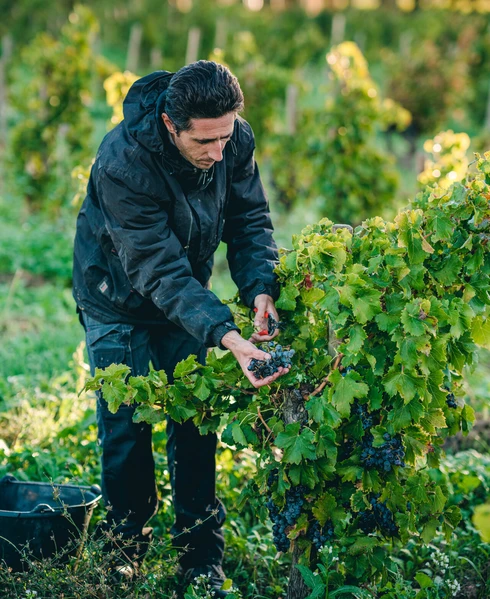 Vendanges  © © T. O'Brien